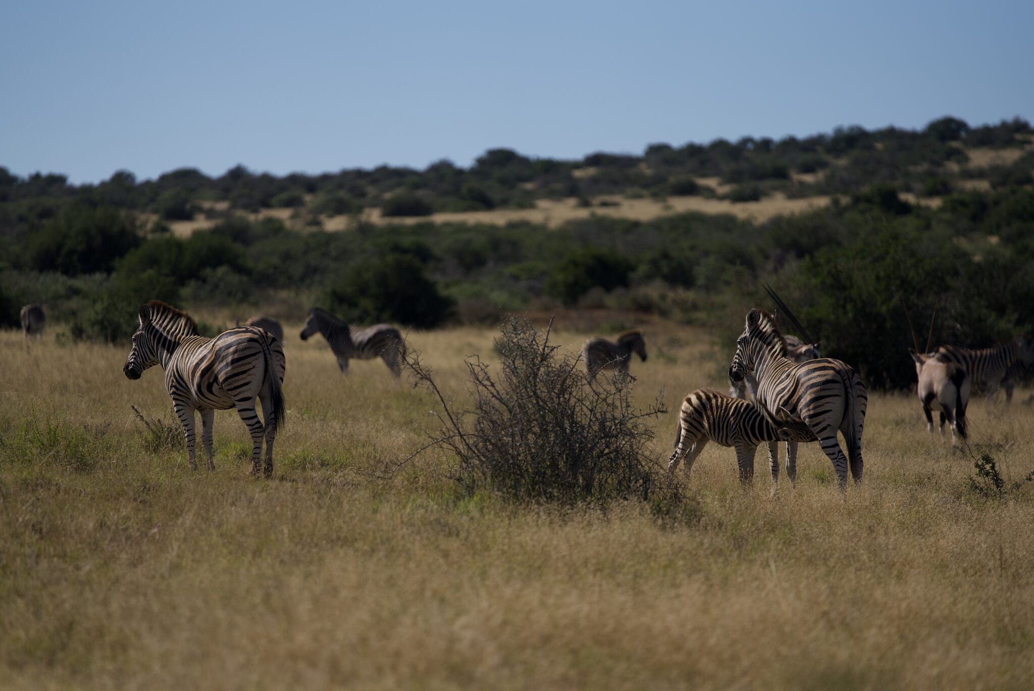 RWR in Africa on a Management Hunt DSC1545 scaled