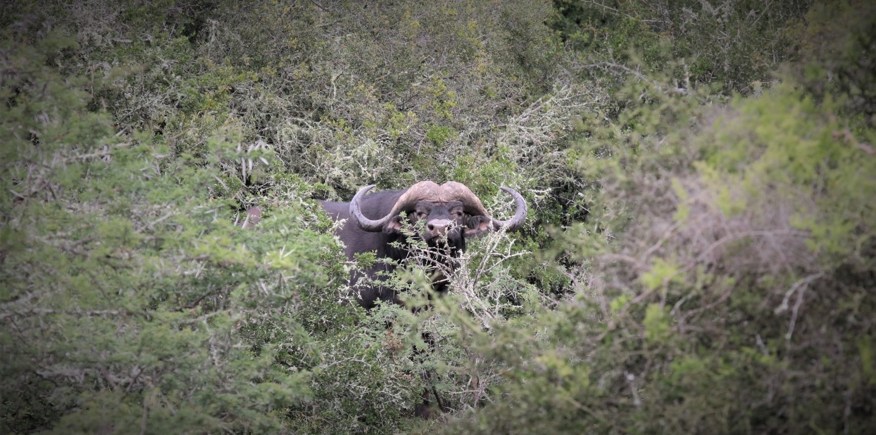 Cape Buffalo Hunting with John X Safaris Cape Buffalo Hunting with John X Safaris