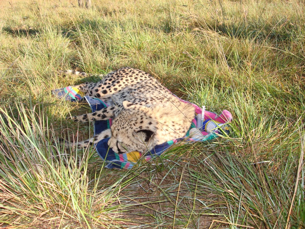DSC02331 One of the Cheetah being prepaired for the journey north.