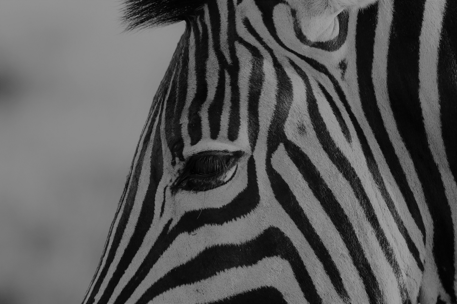 john x safaris