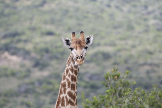 IMG_7932_1_1 John X Safaris