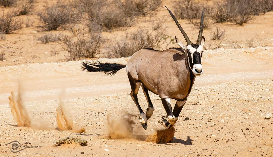 There is no substitute for having the right camera on safari to capture memories of a lifetime!