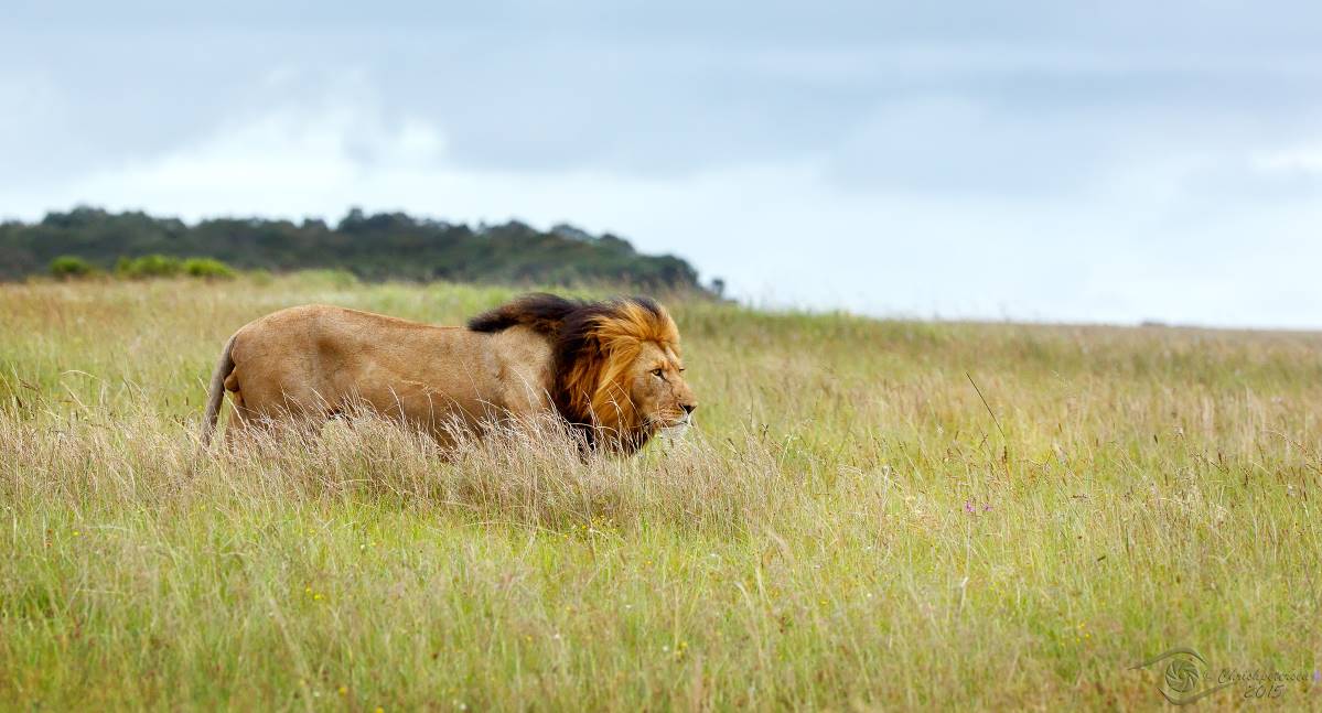 Lion_04M