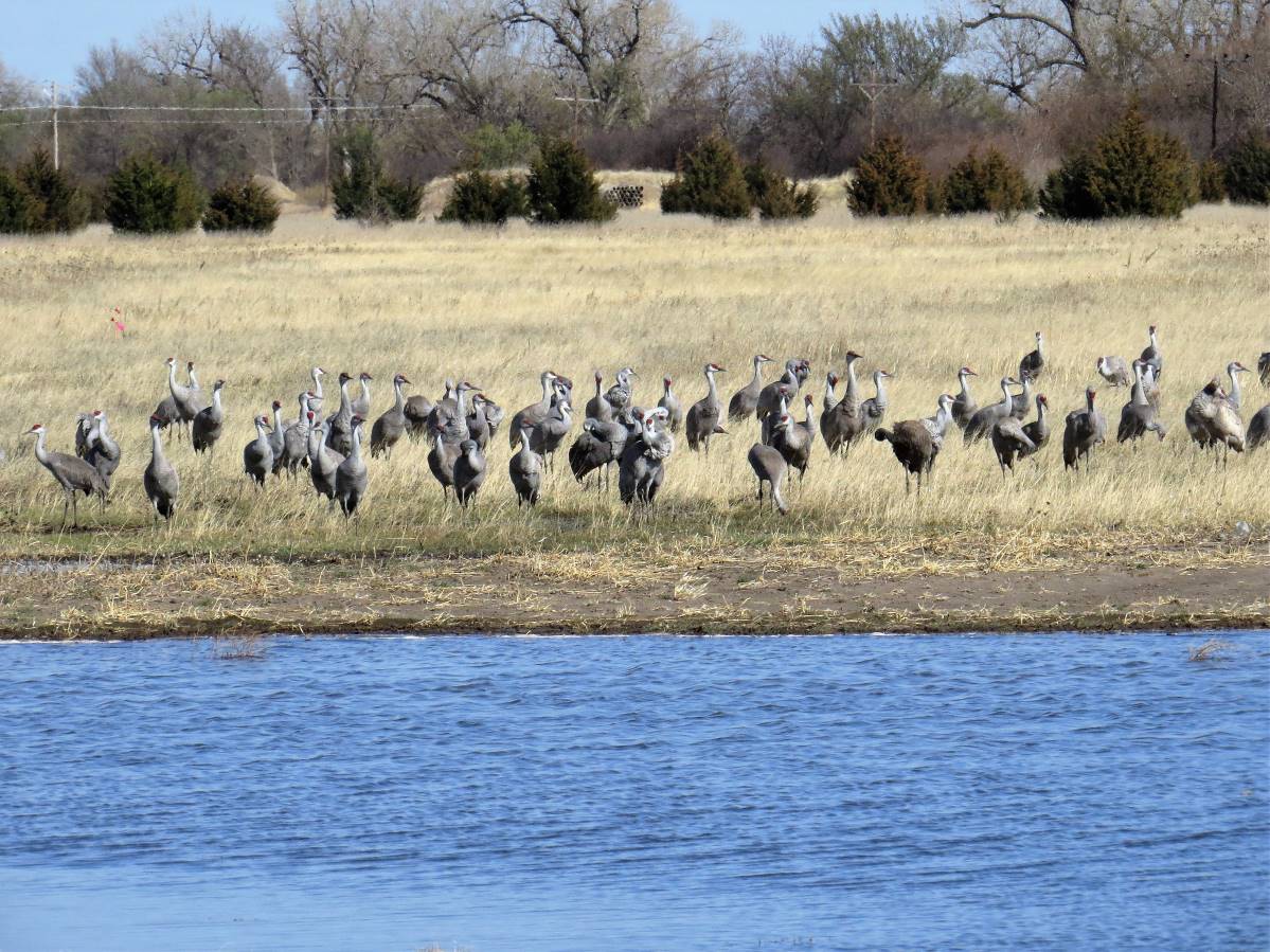 Cranes_06M