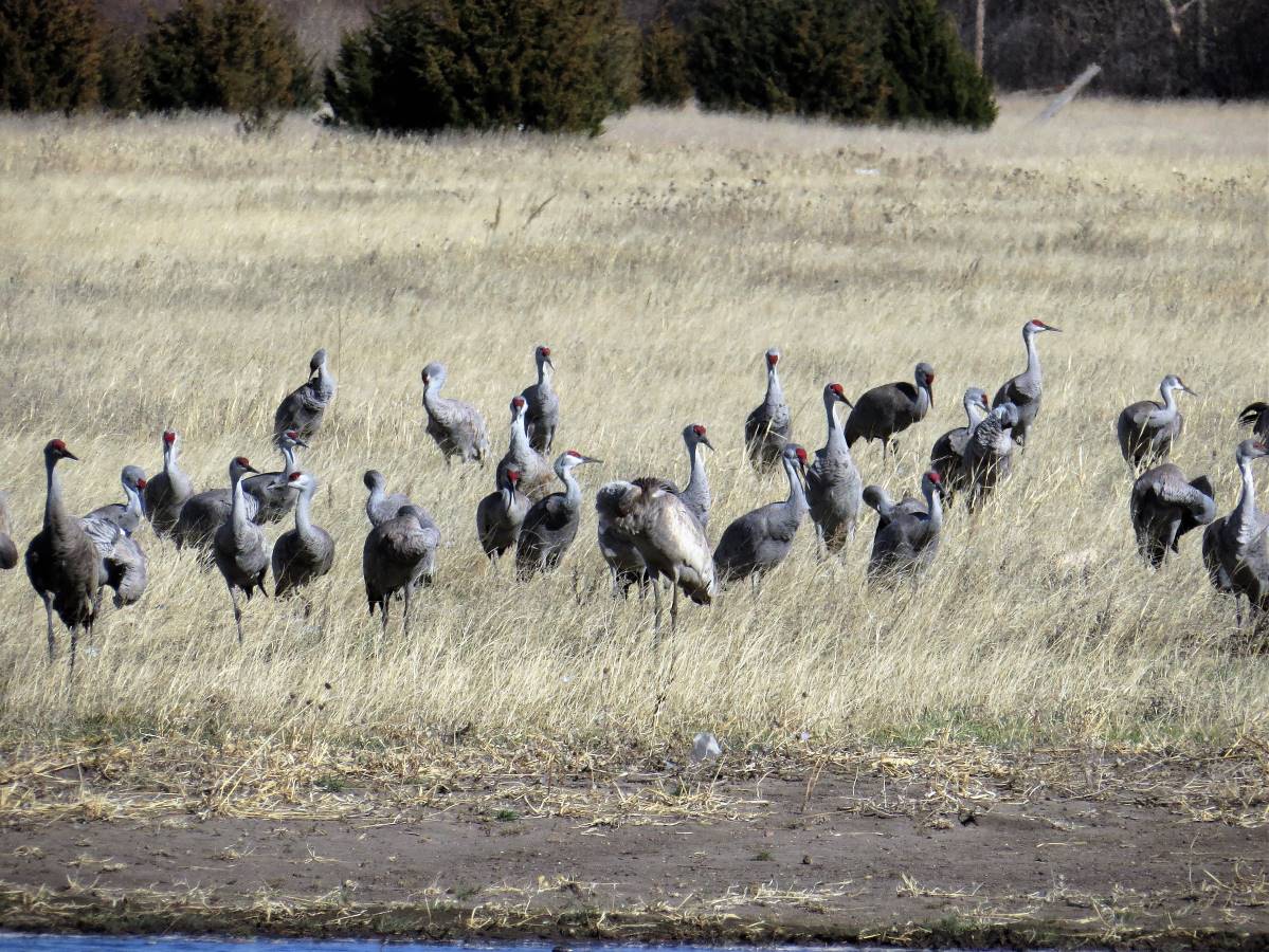 Cranes_07M