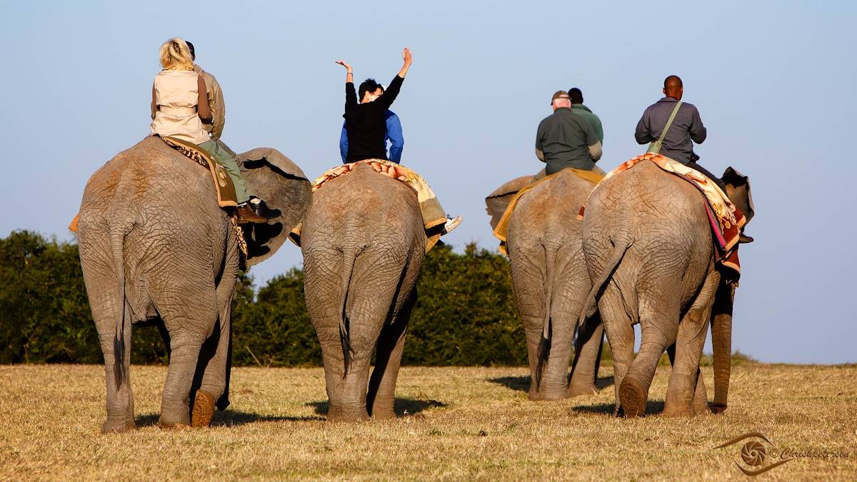 Elephant_10M