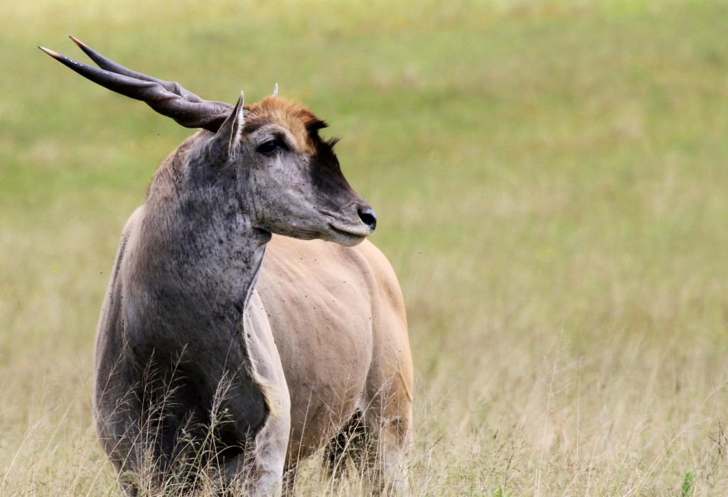 ElandBull