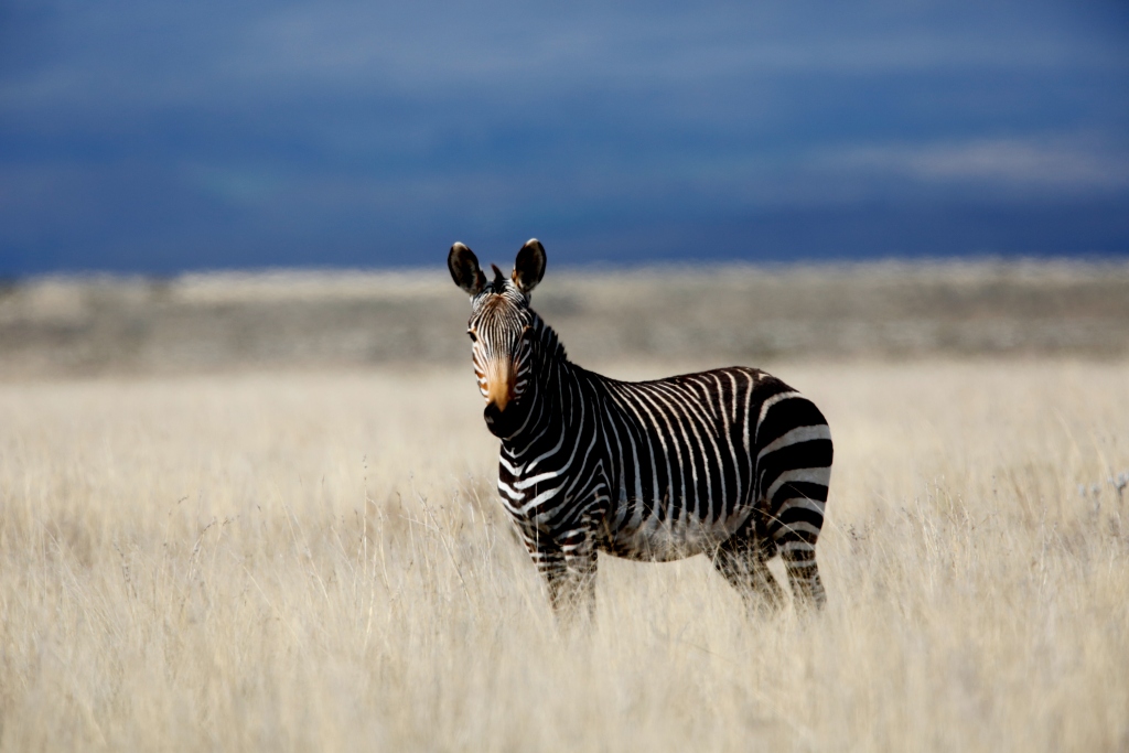 Zebra