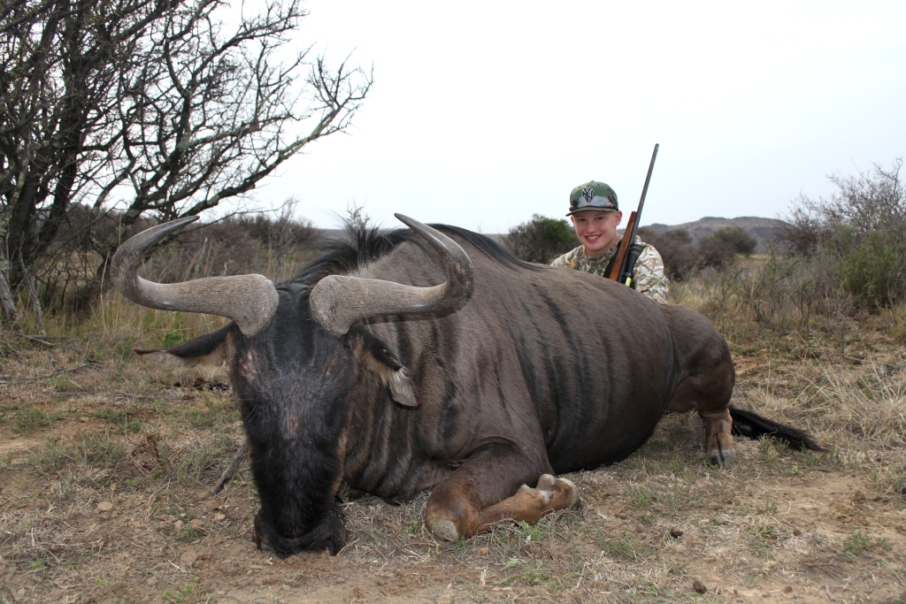 We had spotted a big Blue Wildebeest from a distance and dully started a long and patient stalk. Soon we were within shooting distance...And Justin let him have it.