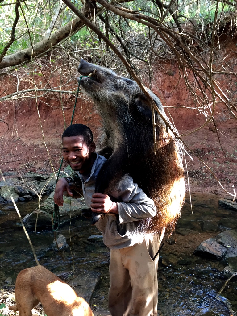 Like I said - These Bushpig hunters are a breed of their own. The smallest guy in the team walked up to Lawrence's downed pig, transformed it into a back-pack within minutes and started the 2 mile hike . And in case you were wondering if he stopped along the way to rest? Not once!