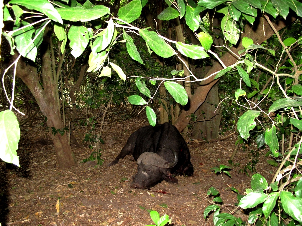 The buffalo fell to the ground less than three yards in front of us.