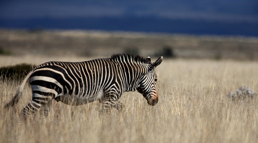 Cape Mountain Zebra pictured by Chris Petersen in the Cape Mountain Zebra National Park.