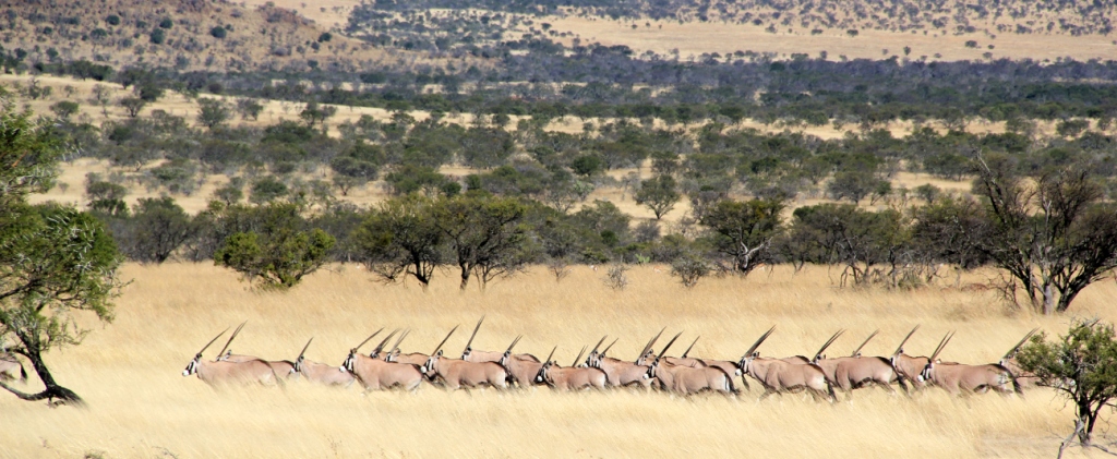 Gunwerks taking Africa by storm.