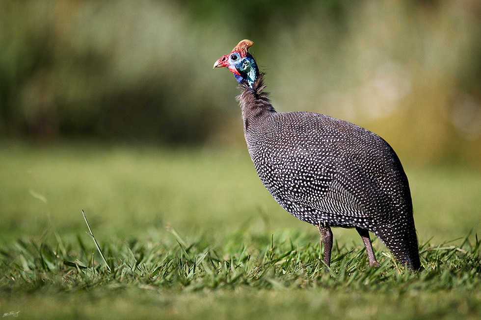 Football Chicken
