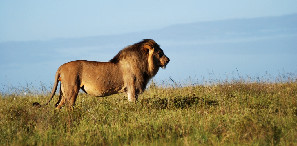 Lion