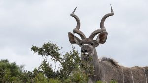 kudu web 1