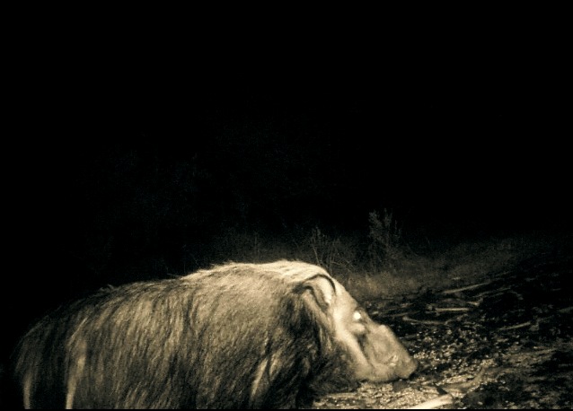 MOULTRIE DIGITAL GAME CAMERA