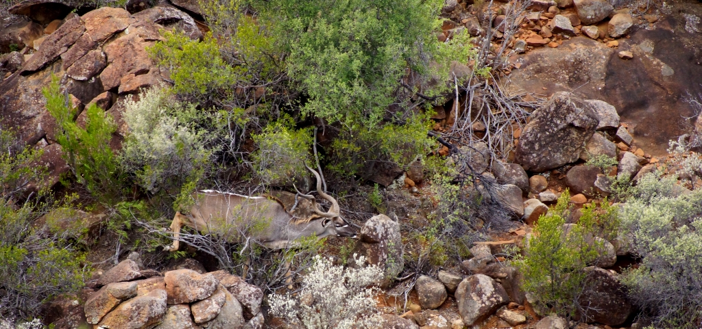 The specie in focus was East Cape Kudu from one of our northern areas.