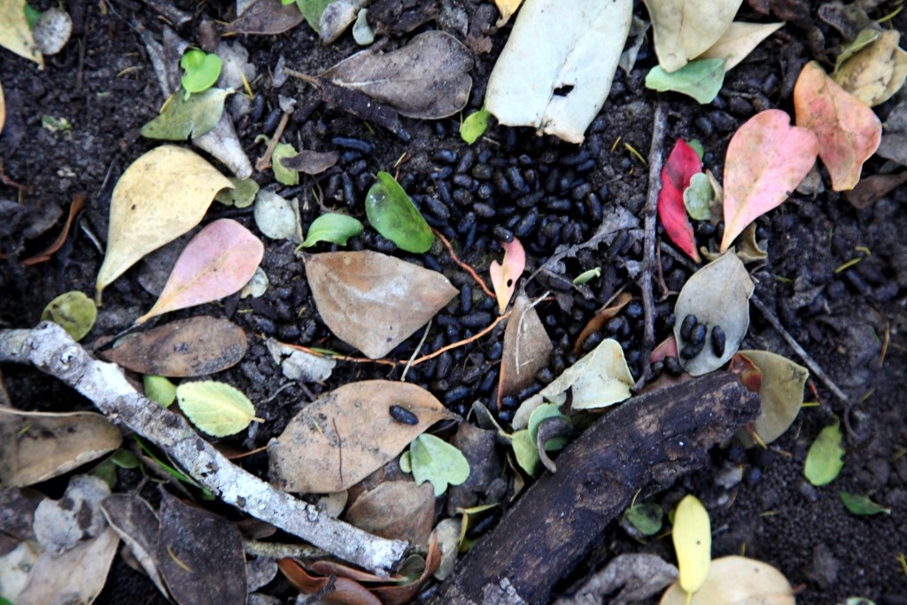 A typical Blue Duiker midden.