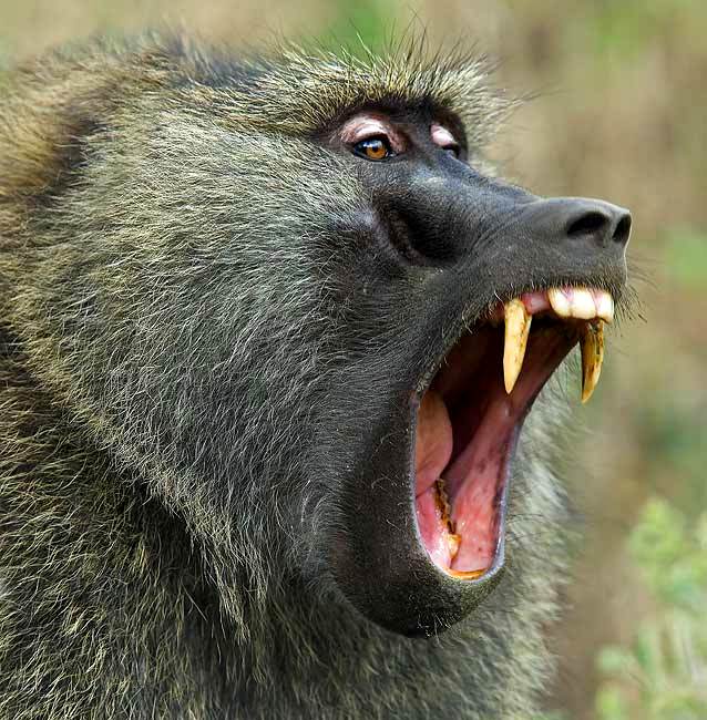 Baboon