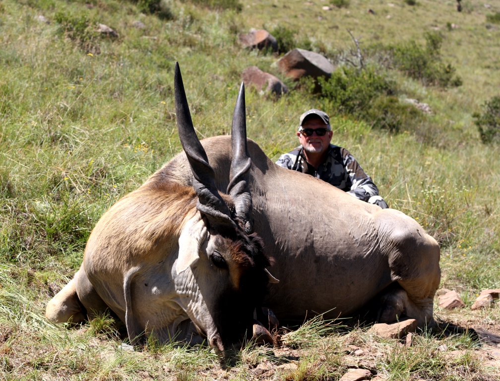He had everything. The sweep in horn like a Lord Derby, a dewlap that saw him strain his neck with every step he walked, and a mop so rich in color - a combination of color that words cannot describe. Hi sheer size was beyond impressive, while his gunsteel blue made him a candidate for for one of my all-time favorite Eland.