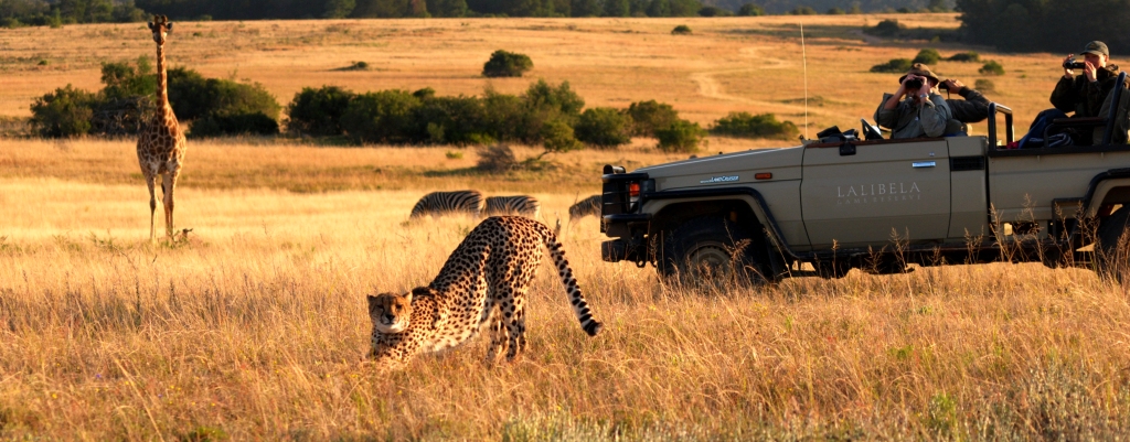 Cheetah marketing 1