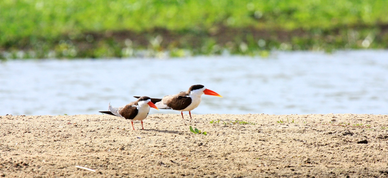 african skimmers