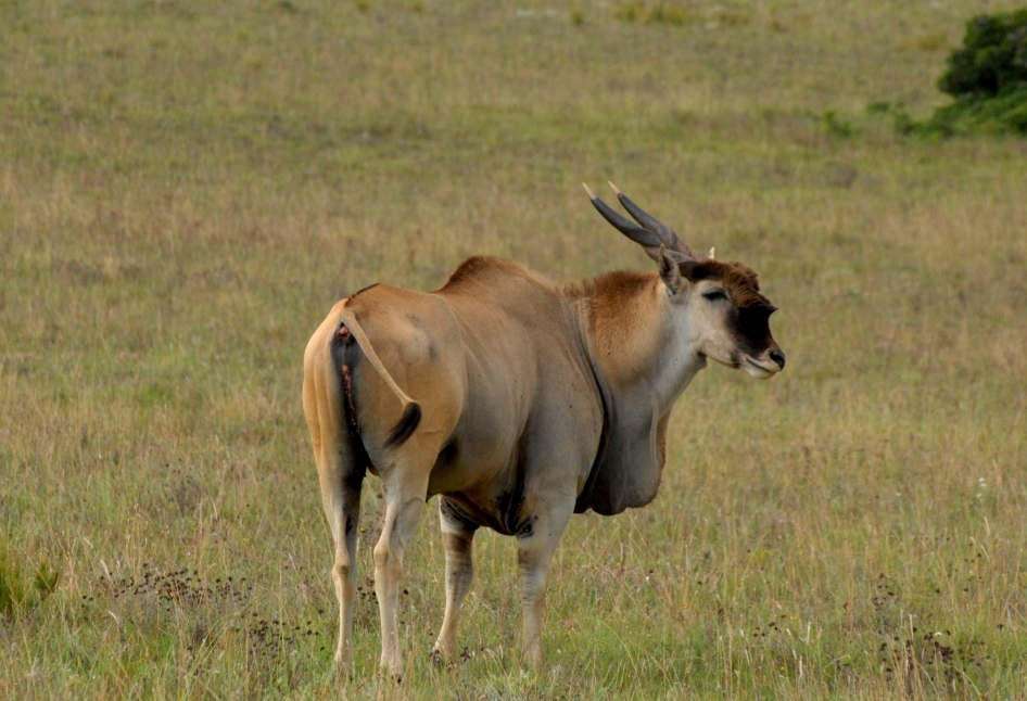 John X Safaris
