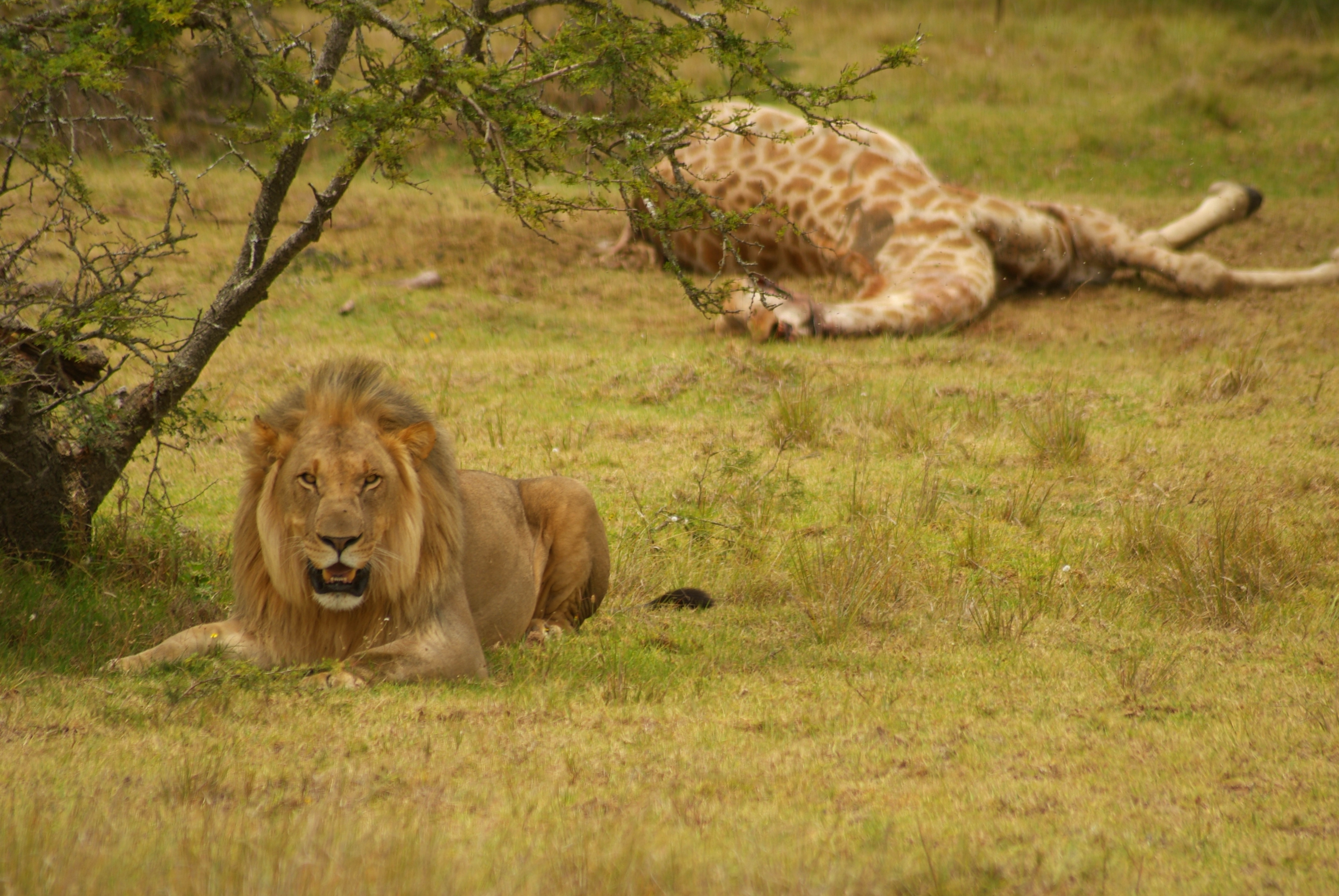 Join us for the greatest gathering of hunters from around the world. Talk to us about your next safari and let us plan the adventure of a lifetime.