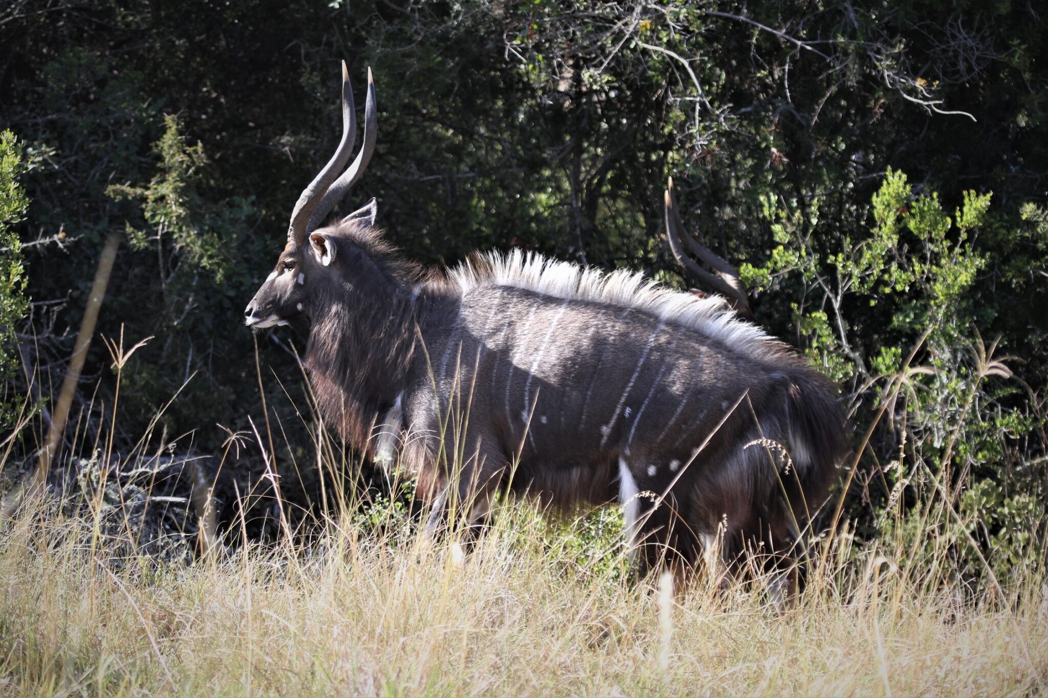 Africa with John X Safaris GunwerksJohn X Safaris Stock Images 207 scaled