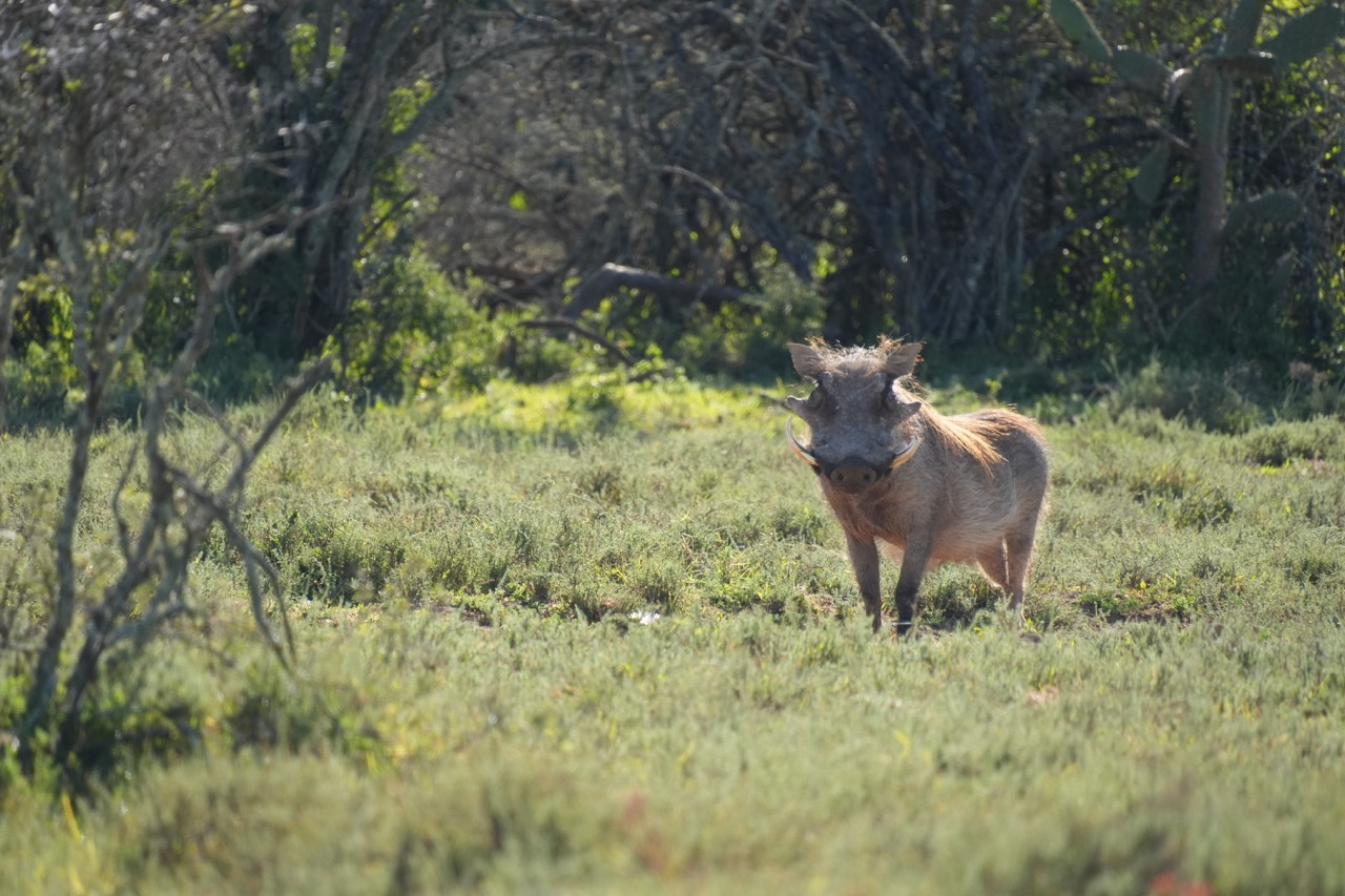 Hunting with JXSDSC00664 Large