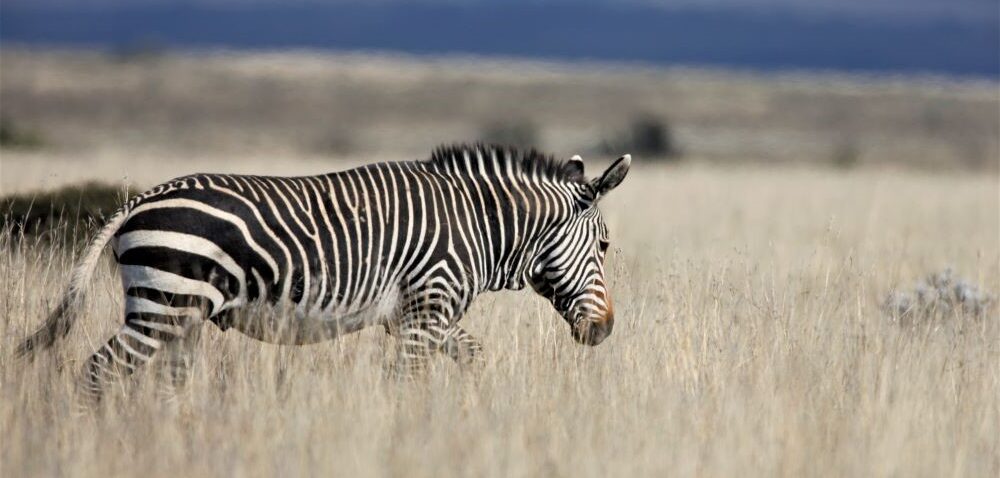 Cape Mountain Zebra e1729157644240