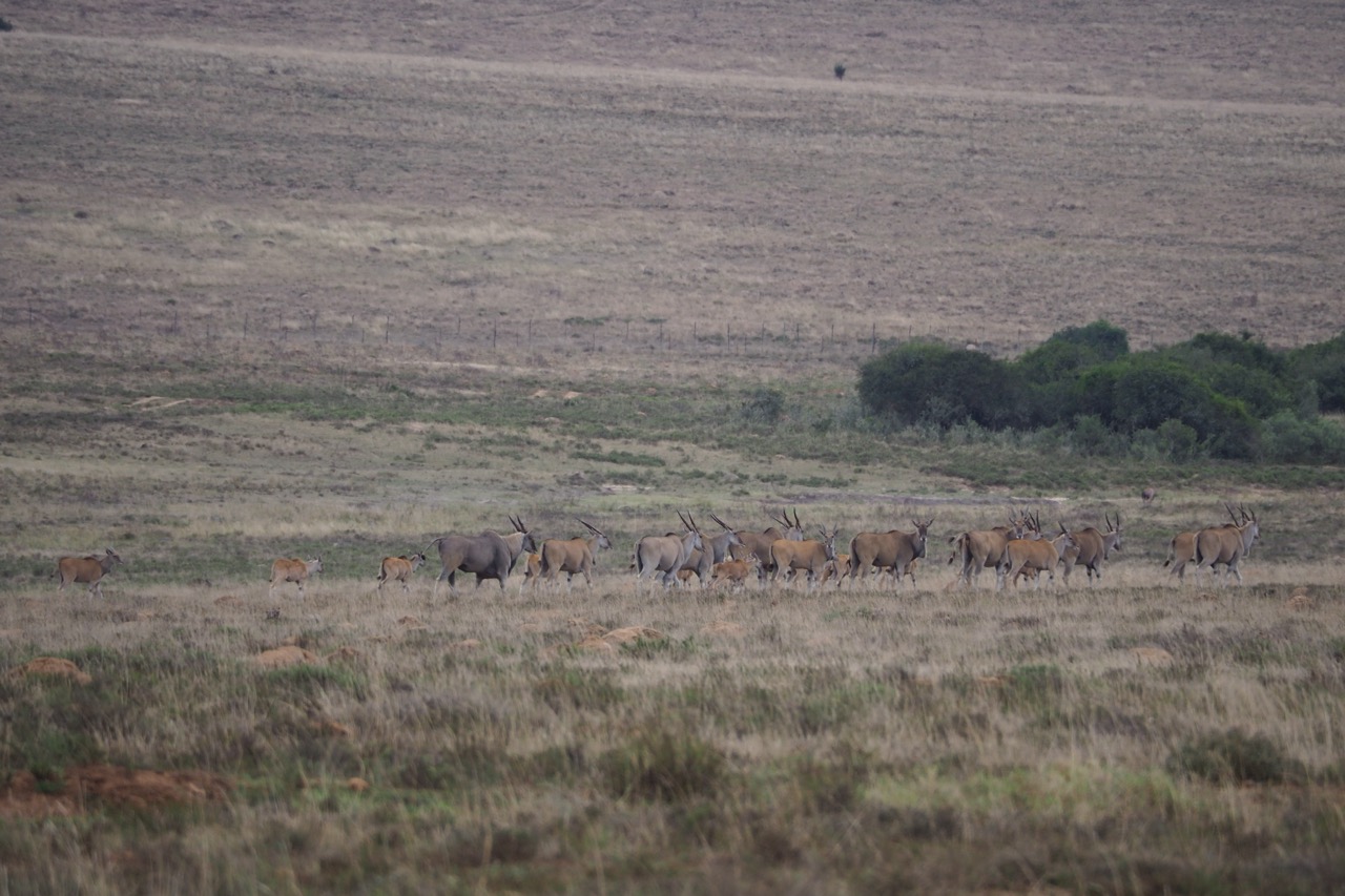 Hunting with JXSP1010119 Large