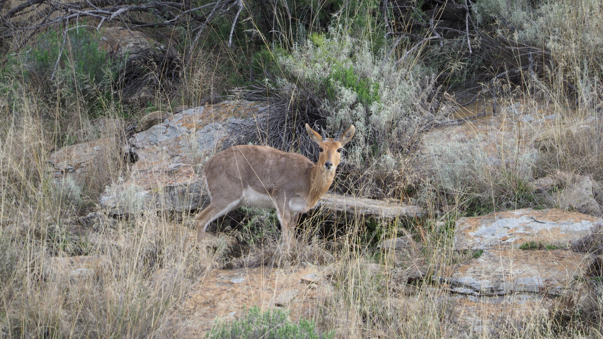 Africa with John X Safaris thge DyesP7072349 scaled