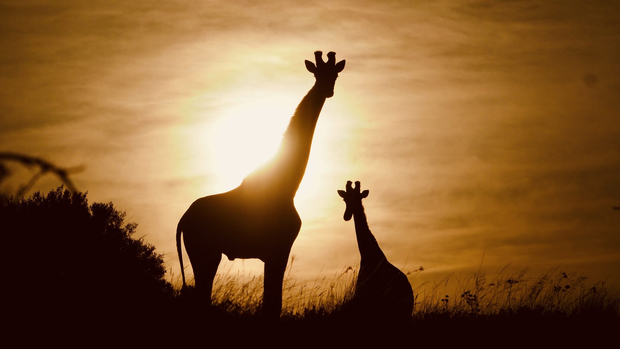 Africa with John X Safaris thge DyesIMG 7566 scaled