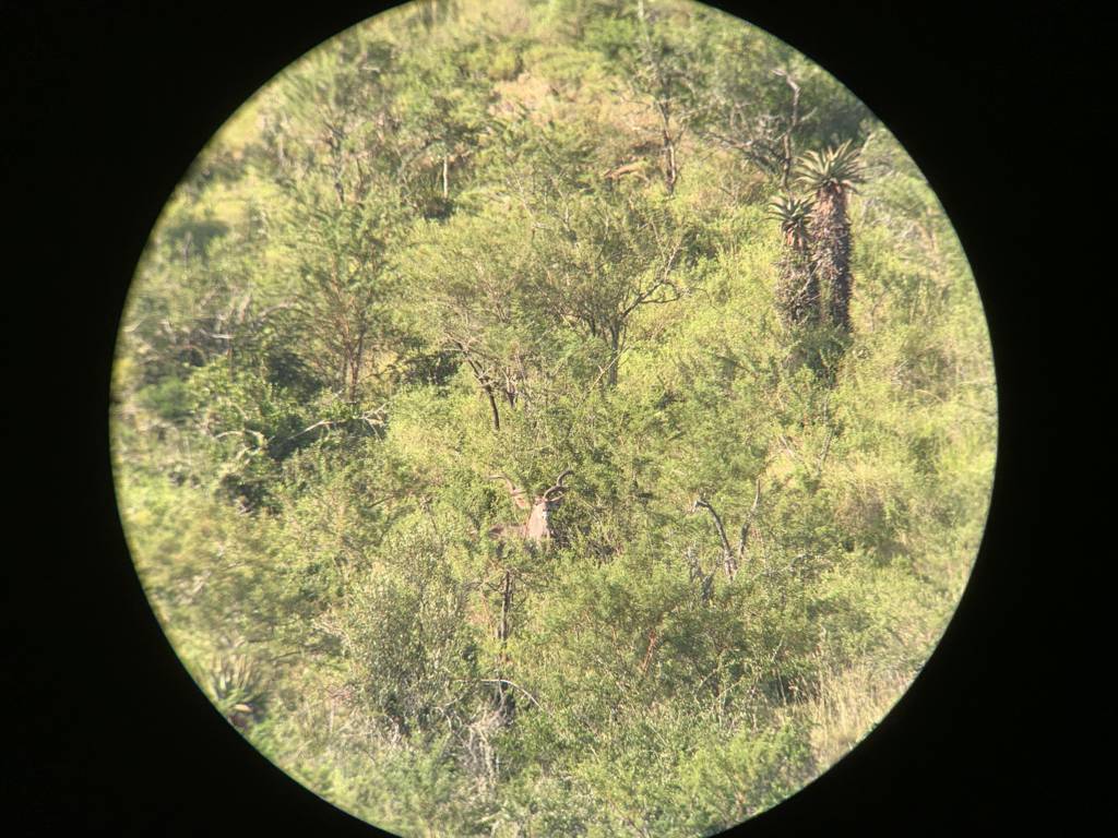 Bow Hunt with JXSIMG 1943