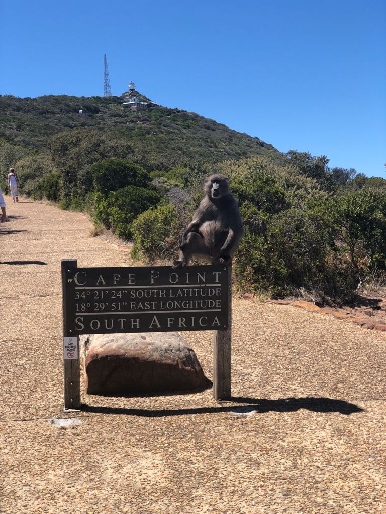 Baboon in Cape Town