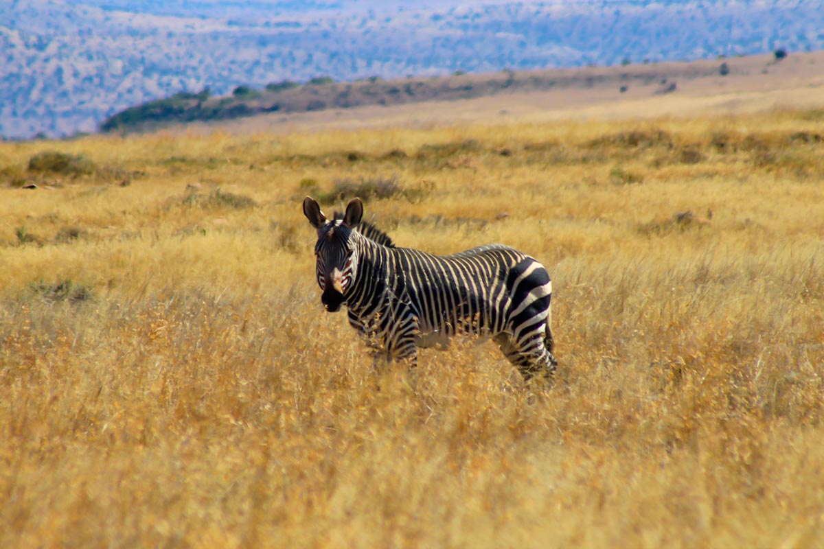 Andy Nicholes hunting with John X Safaris 9