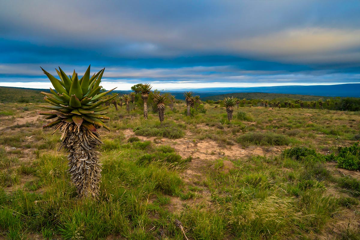 Luis Duharte in Africa with John X Safaris 18