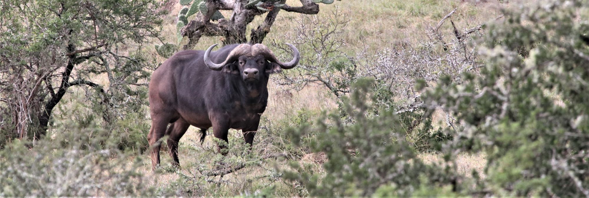 Win a Cape Buffalo Hunt with JXS