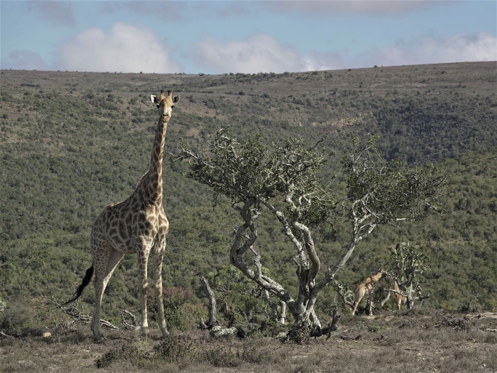 John X Safaris