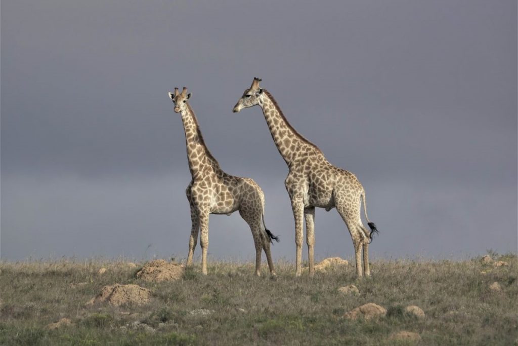 John X Safaris