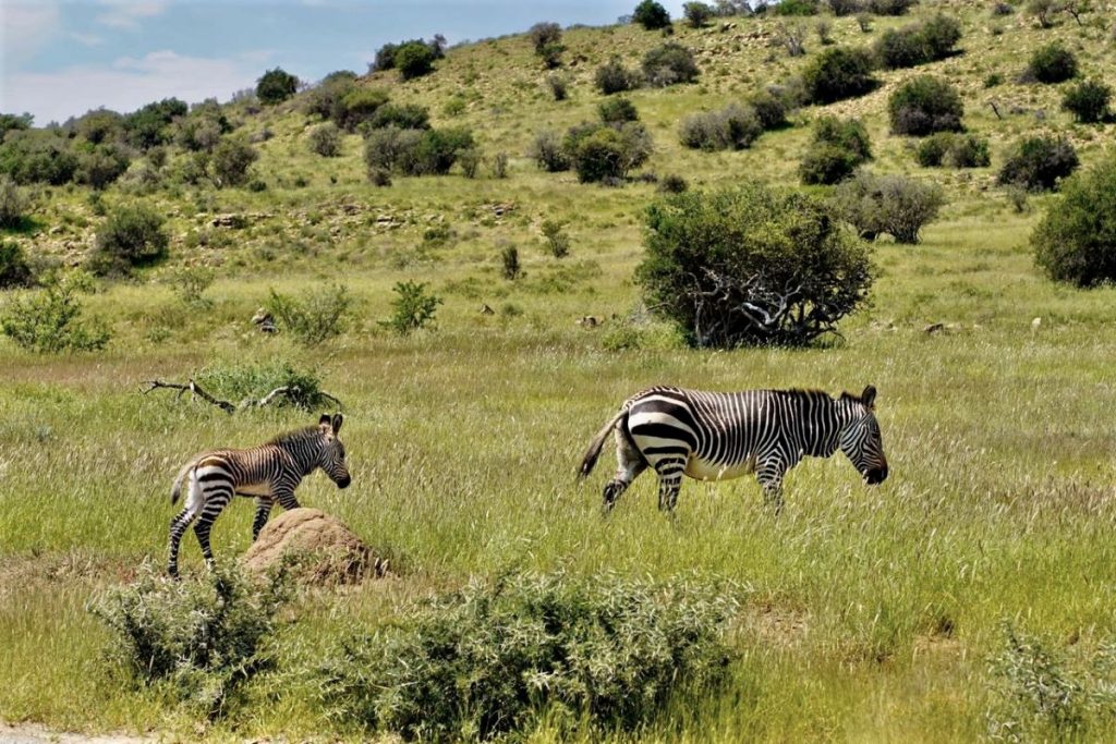 John X Safaris