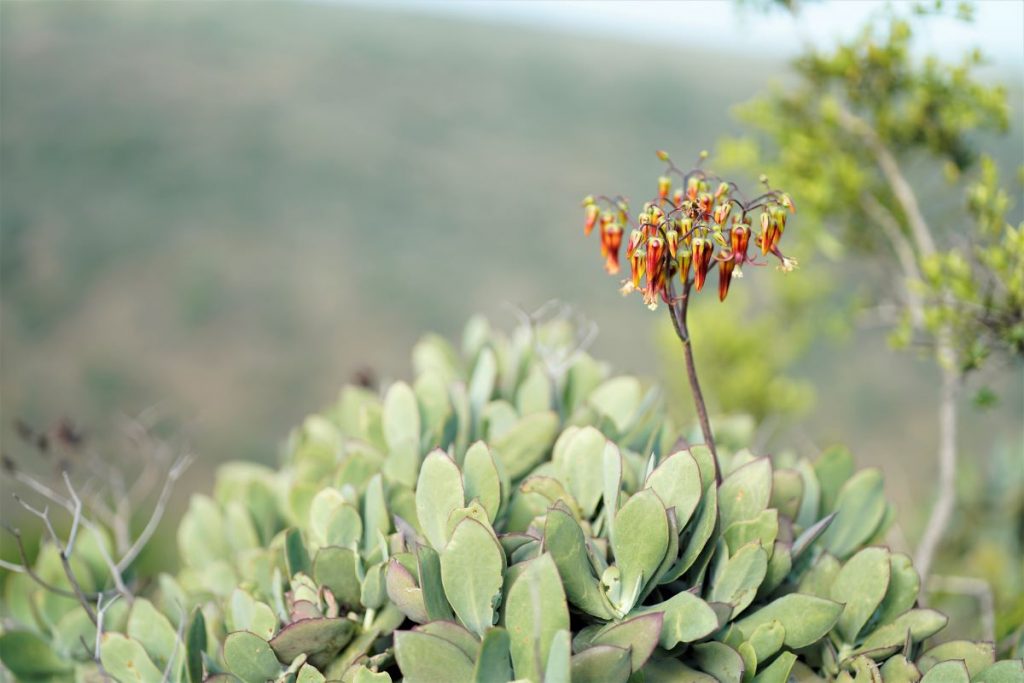 John X Safaris