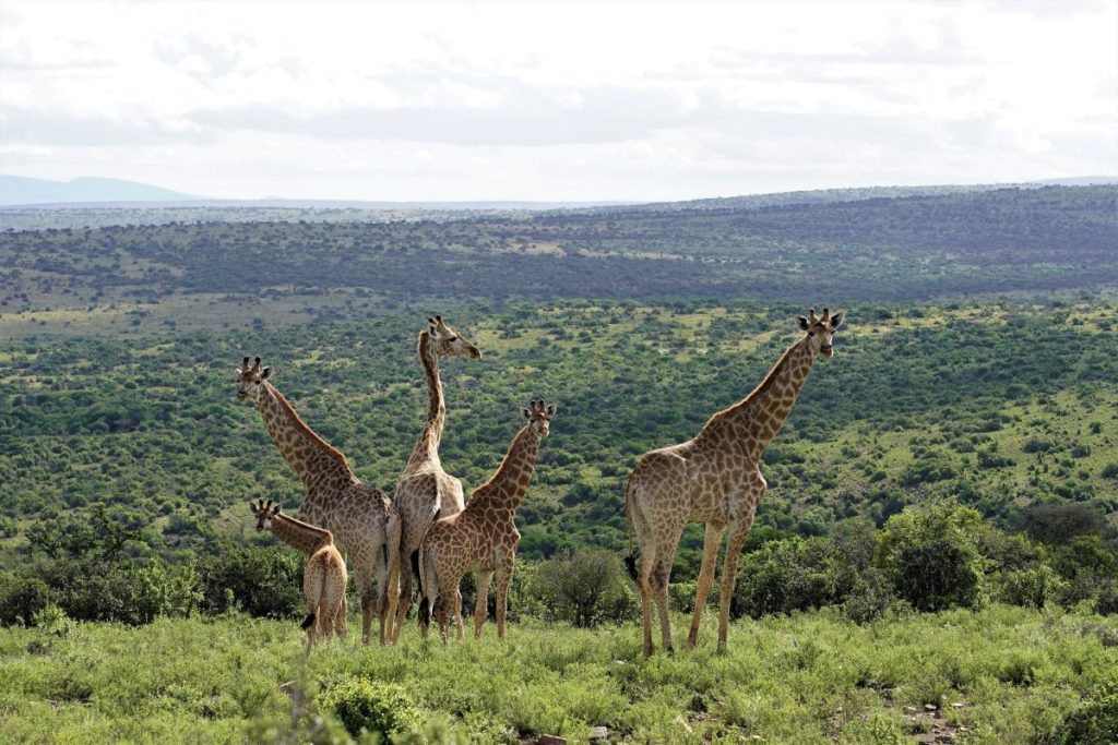 John X Safaris