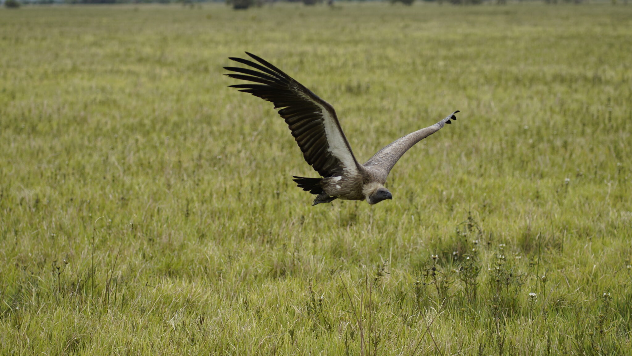 Borderless Expeditions with John X Safaris DSC3494 scaled