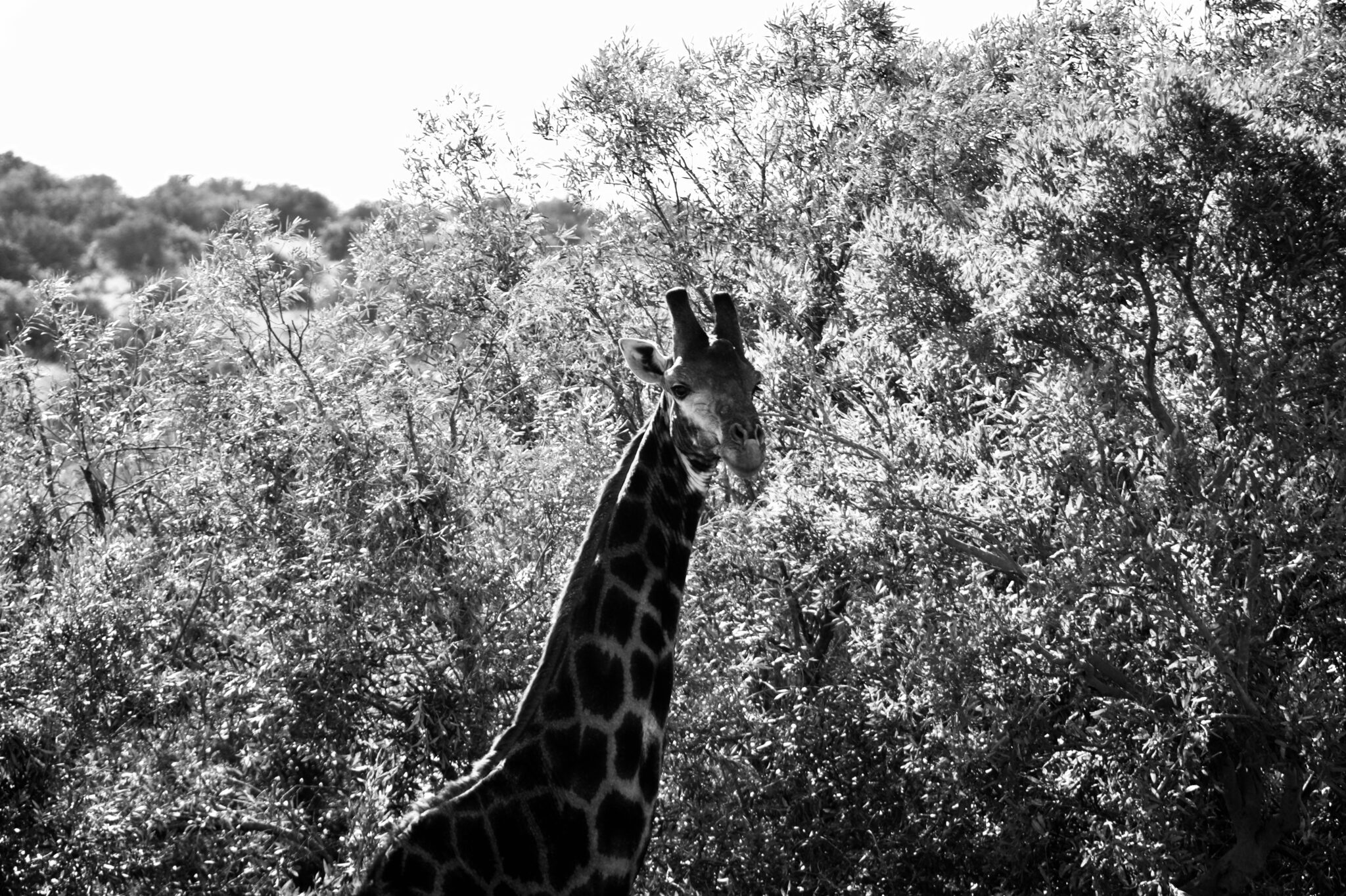 The EC Experience with John X Safaris MG 6674 scaled