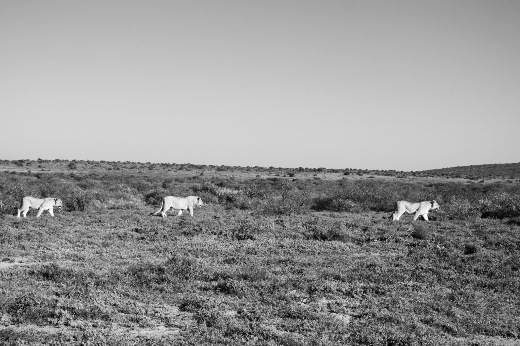 The EC Experience with John X Safaris MG 6561 scaled