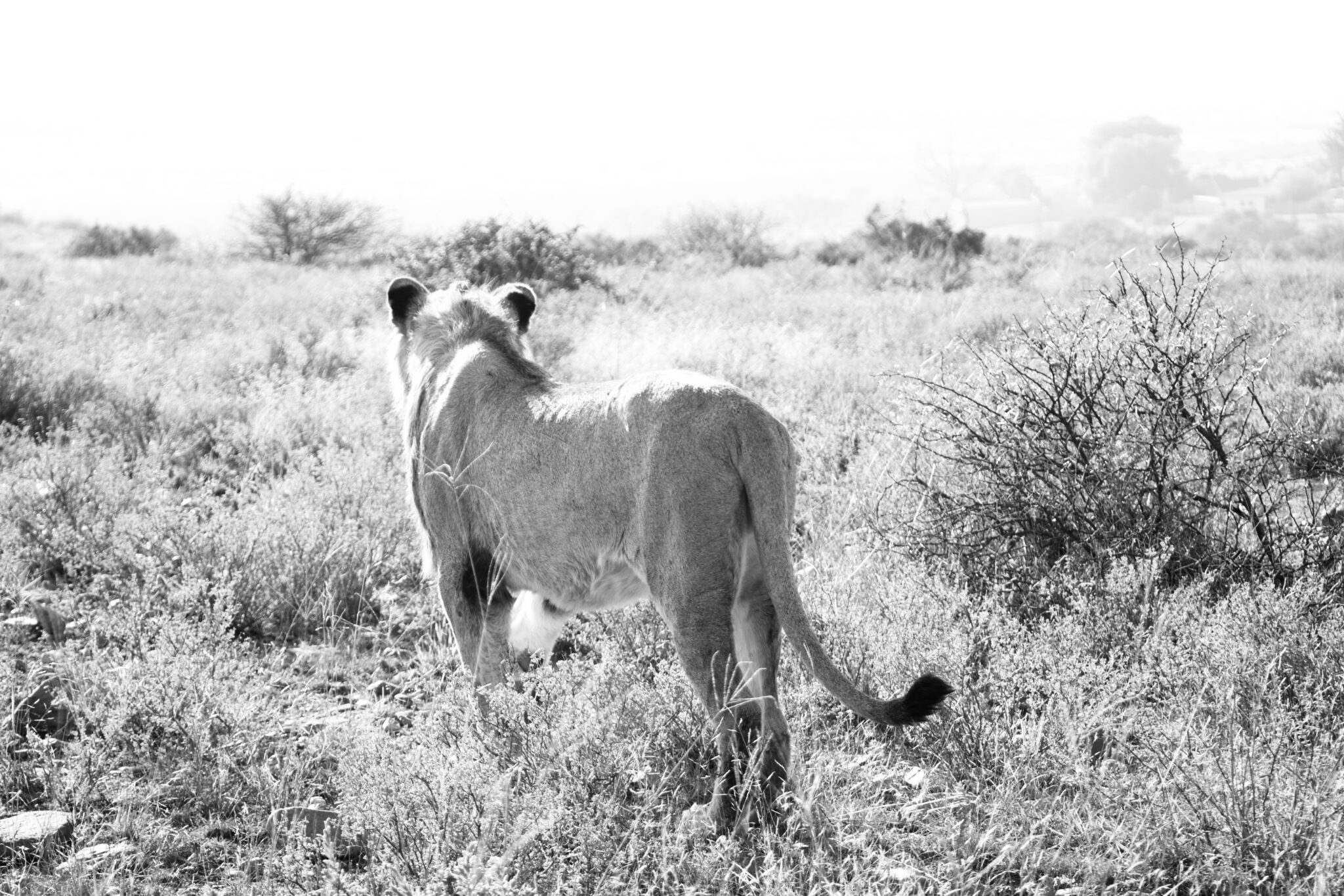 The EC Experience with John X Safaris MG 6584 scaled