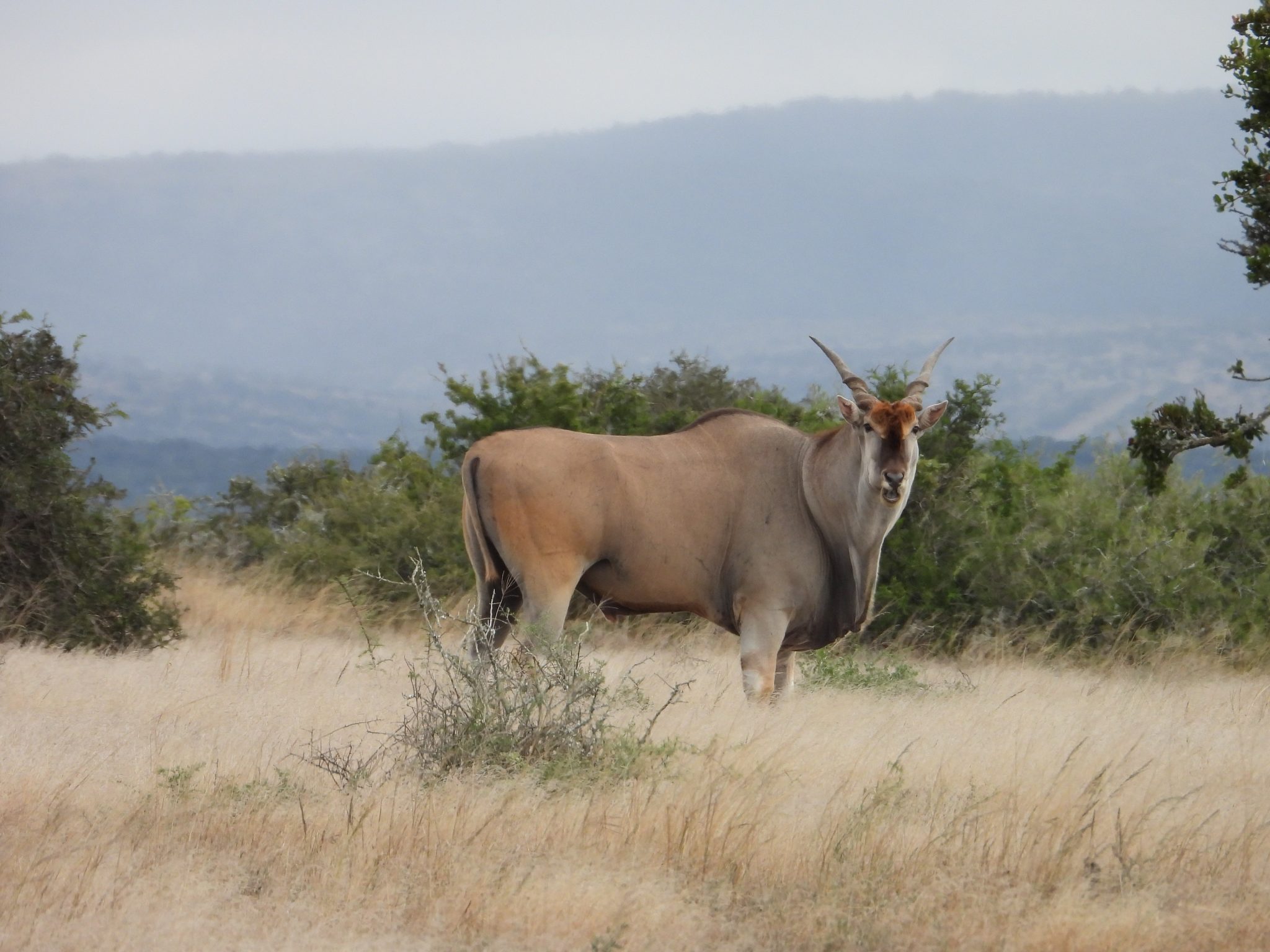 The East Cape Experience with JXSThe East Cape Experience with John X SafarisThe East Cape Experience with John X Safaris GunwerksDSCN0240 scaled